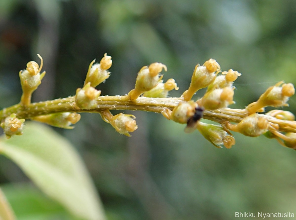 Croton tiglium L.